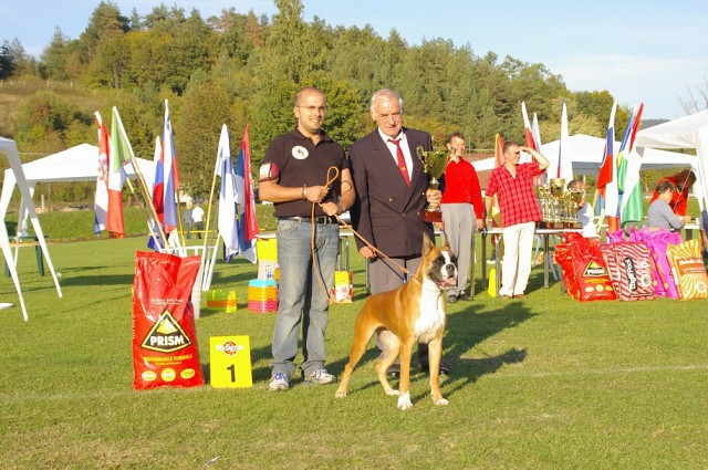 www.boxer-show.eu
